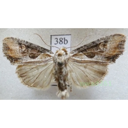 Lateroligia ophiogramma (Esper, 1794) Czech38b